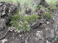 Xerophyta adendorffii