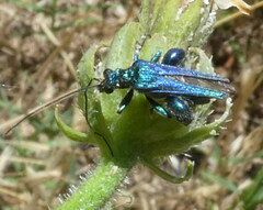 Oedemera nobilis