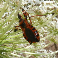 Rhynocoris