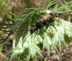 Stenopterus ater