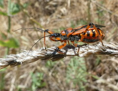 Rhynocoris