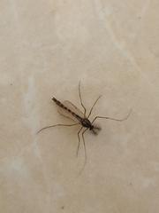 Aedes