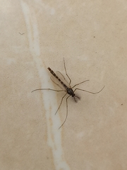 Aedes