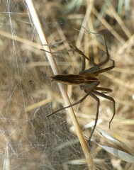 Pisaura