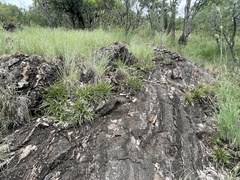 Xerophyta adendorffii