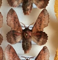 Phyllodesma tremulifolia