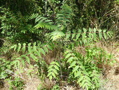 Ailanthus altissima