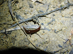 Geoplanidae