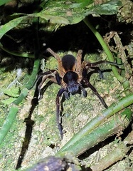 Ctenus medius