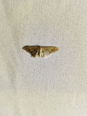 Idaea violacea