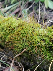 Tortula muralis muralis