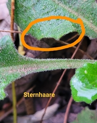 Pseudoturritis turrita