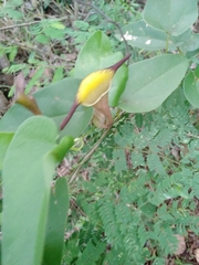 Aristolochia birostris