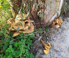 Pholiota squarrosa