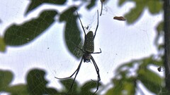 Trichonephila antipodiana