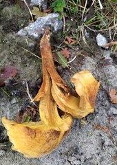 Pholiota squarrosa