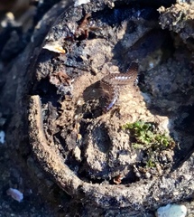 Cleidogona