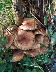 Pholiota squarrosa
