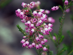 Erica lateralis