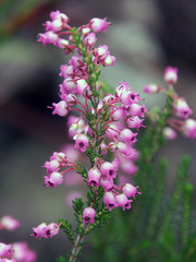 Erica lateralis