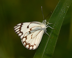 Belenois aurota