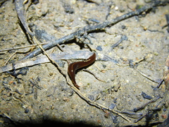 Geoplanidae