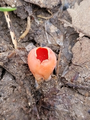 Sarcoscypha coccinea