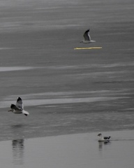 Leucophaeus pipixcan