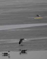 Leucophaeus pipixcan