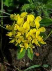 Leobordea corymbosa
