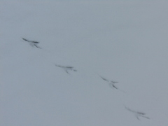 Junco hyemalis