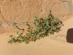 Haplophyllum tuberculatum