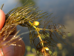 Ceratophyllum submersum