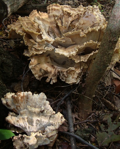 Black-staining Polypore (Meripilus sumstinei)