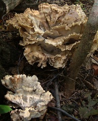 Meripilus sumstinei