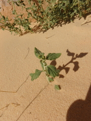 Haplophyllum tuberculatum