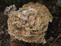 Meripilus sumstinei