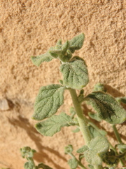 Haplophyllum tuberculatum