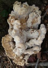 Meripilus sumstinei