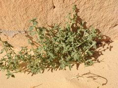 Haplophyllum tuberculatum