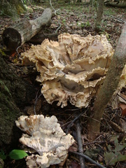 Meripilus sumstinei