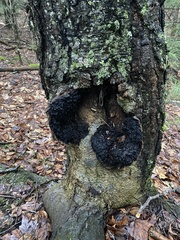 Inonotus obliquus sterilis