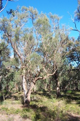 Allocasuarina fraseriana