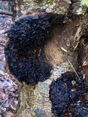 Inonotus obliquus sterilis