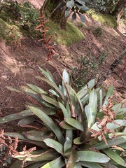 Vriesea