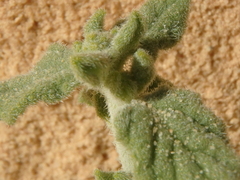 Haplophyllum tuberculatum