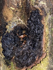 Inonotus obliquus sterilis