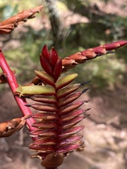 Vriesea