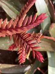 Vriesea