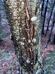 Inonotus obliquus sterilis